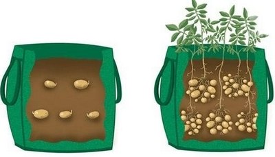 Схема посадки картофеля в мешках